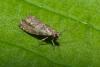 Epinotia tedella